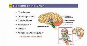 Neurology Lecture 1 Neuroanatomy in a Nutshell