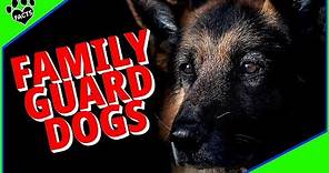 Top 10 Best Guard Dog Breeds for Families - Dogs 101