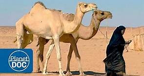 El Desierto | Nómadas del Sahara