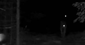 hidden camera wolves hunt at night # Kangal kurt # wolf # Keşfet | wolfs