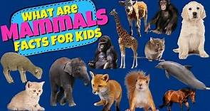 What are Mammals? Mammal Facts For Kids