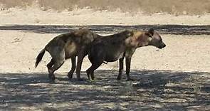Injured howling Hyaena at Lijersdraai Water Hole