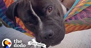 Watch This Sad Pittie Get So Silly And Happy | The Dodo