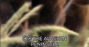 Wild Grizzlies Unleashed - A Glimpse into their Majestic Natural Habitat in Grizzly Man documentary
