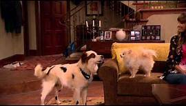 Disney Channel - Hund mit Blog - Hundegedanken - Folge 3