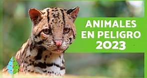 ANIMALES en PELIGRO de EXTINCIÓN 2023 🦏⚠️ (Top 10)