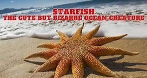 Starfish | The Cute But Bizarre Ocean Creature