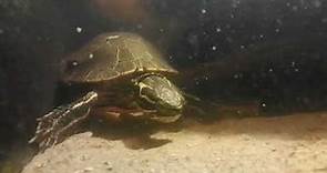Chrysemys picta bellii / Western Painted Turtle