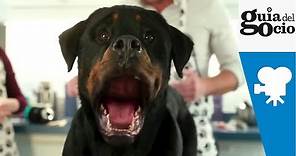 Superagente canino ( Show Dogs ) - Trailer español