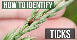How to Identify Ticks - Tick Identification