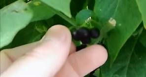 Plant Identification - Nightshade Solanum Americanum