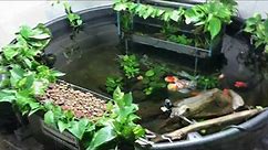 300 Gallon Indoor Pond Project - FAQ's Answered!