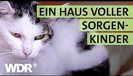 Ausgesetzt und schwer verletzt: Wird die Katze überleben? | S02/E04 | Hallo Tierheim | WDR