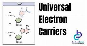 Universal Electron Carriers in the Electron Transport Chain - Biochemistry