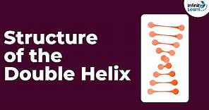 Genetics - Structure of the Double Helix - Lesson 14 | Don't Memorise