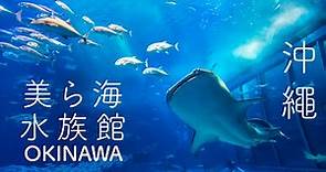 美麗海水族館 日本沖繩 鯨鯊 | Okinawa Churaumi Aquarium Wheel Shark | 珊瑚熱帶魚