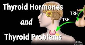 Thyroid Gland, Hormones and Thyroid Problems, Animation