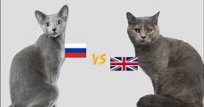 英短VS俄羅斯藍貓的差異 哪個更適合你？