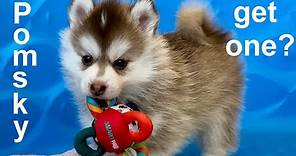 Is a Pomsky the right dog for you? (Pomsky 101: truth, facts and figures)