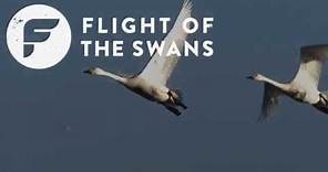 Introducing Flight of the Swans | WWT