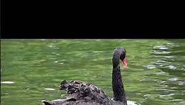 Black Swan - State Bird Of Western Australia | Most Graceful Swan