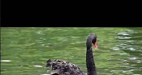 Black Swan - State Bird Of Western Australia | Most Graceful Swan