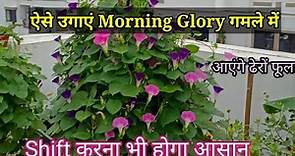 Morning glory plant in pot, flowering creepers plants india #naturetreasure