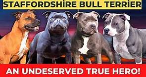 Staffordshire Bull Terrier Breed Overview, Facts & Care