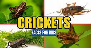 All About Crickets - Insect Facts for Kids
