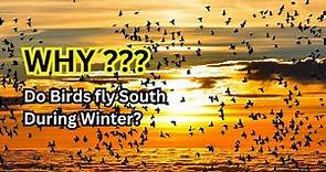 Amazing Facts | Bird | Why do birds fly South During Winter?