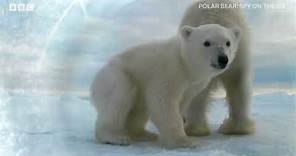 Polar Bear: Spy on the Ice | BBC Select