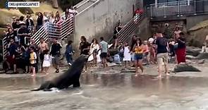Video shows California sea lions charging at beachgoers, sending crowd running in shock