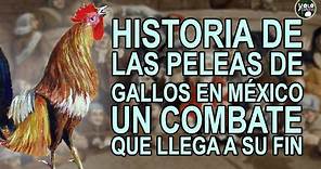 Historia de las peleas de gallos en México – Un combate que llega a su fin