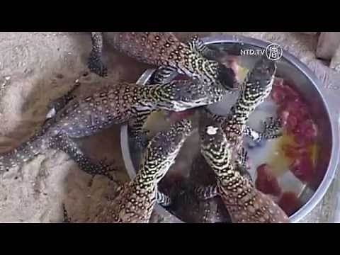Indonesia Zoo Welcomes Seven Komodo Dragon Babies