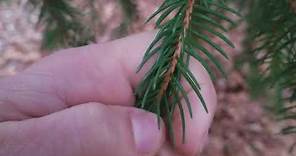 How to Identify Spruce Trees