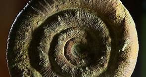 Ammoniti, le spirali del tempo