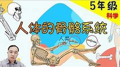 【人体的骨骼系统】|【人类 PART 1/3 】5年级 | KSSR | TSLAU
