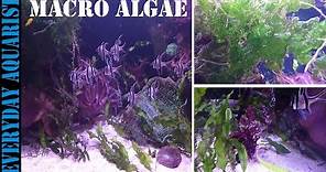 How To Grow Marine Macro Algae | Planted Saltwater Aquarium