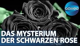 Die schwarzen Rosen von Halfeti , was verbirgt sich hinter dem Naturphänomen? | Galileo | ProSieben