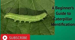 A Beginner’s Guide to Caterpillar Identification