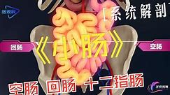 【系统解剖】--小肠的结构与解剖