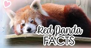10 FACTS You Didn't Know About RED PANDAS