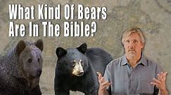 How do we know what kind of bears were in the Bible ?