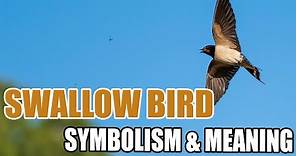 Swallow Bird – Spiritual Meaning and Symbolism
