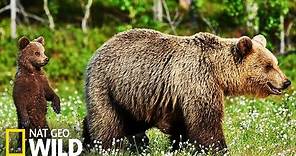 Les ours brun en Alaska