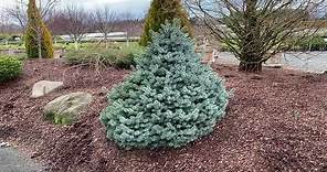 Picea pungens 'Zafiro' Dwarf Colorado Blue Spruce January 31, 2020