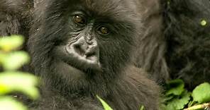 The Brave Gorilla King | Mountain Gorilla | BBC Earth