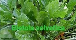 Bietola selvatica - Beta vulgaris