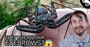 Arachnids - Everything You Want to Know (and a Few Things You Don't...)