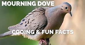 Mourning Dove | Cooing and Fun Facts